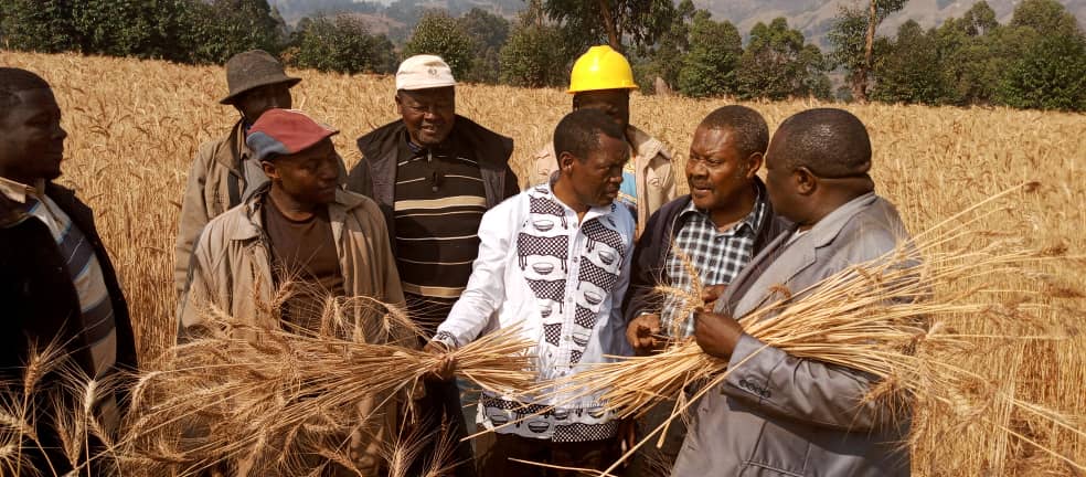 Fongo-Tongo : la culture du blé expérimentée avec succès et le Maire Paul DONGUE décide d’organiser les agriculteurs de sa Commune, les acteurs institutionnels et les acteurs privés pour une production massive